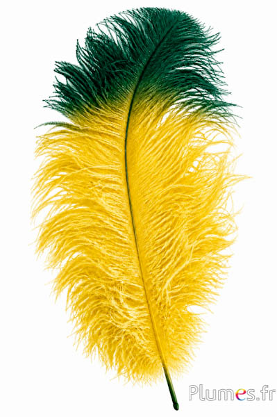 Struisvogel premium - 50-60 cm - geel-groen